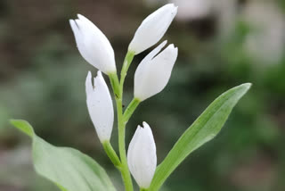 Cephalanthera erecta var sublanceolata