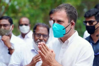 Rahul Gandhi hailed farmers in karassery kozhikode  Rahul Gandhi congratulate farmers  കർഷകരെ അഭിനന്ദിച്ച് രാഹുൽ ഗാന്ധി  കർഷകരെ പുകഴ്ത്തി രാഹുൽ ഗാന്ധി