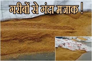 poor quality wheat, घटिया क्वालिटी का गेहूं