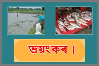 Uses urea for increase weight of fish in nagaon