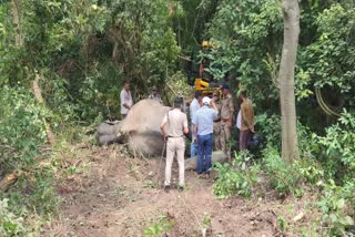 ट्रेन से टकराने दो हाथियों की मौत