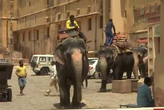 Distress in Karnataka's second largest elephant camp: Sakrebyle camp Authorities requests to adopt elephants