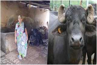 buffalo-theft-in-rishikesh-barrage-colony