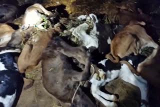 More than 50 calves died in beluru