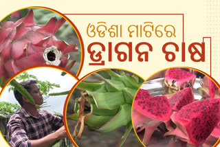 ସଫଳ ଯୁବଚାଷୀ  ଜଟାଧାରୀ , ଓଡିଶା ମାଟିରେ ଚାଷ କରିଛନ୍ତି ବିଦେଶୀ ଫଳ