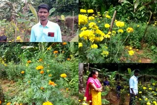 പുകൃഷി വിജയകരമാക്കി കർണ്ണാടക സ്വദേശി  കേരളത്തിൽ പൂകൃഷി  വേണുഗോപാൽ  ഓണം  പൂവ്  ജമന്തി  ജമന്തി കൃഷി  ബന്ദി പൂവ്  ബന്ദി ക്യഷി  യുവകര്‍ഷകൻ  ലോക്ക്‌ഡൗണ്‍  ജൈവവളങ്ങള്‍  ജൈവവ കൃഷി  കേരളത്തിൽ പൂകൃഷി വേണുഗോപാൽ  Venugopal successfully cultivated flowers in Kerala