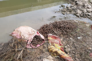 forest department in Mungeli threw root shoot of teak brought into the river for plantation