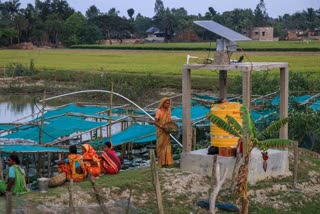 sundarban