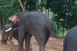 Elephants in ranchi