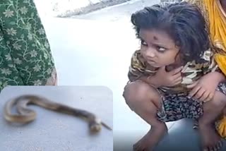child killed cobra