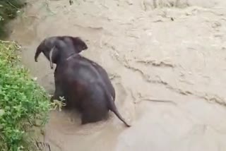 Baby Elephant Rescued