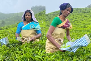 munnar kannan devan company  central labor department  shram devi award  women workers  കേന്ദ്ര തൊഴില്‍ വകുപ്പ്  ശ്രാം ദേവി പുരസ്‌കാരം  മൂന്നാര്‍ കണ്ണന്‍ ദേവന്‍ കമ്പനി  സ്ത്രീതൊഴിലാളി