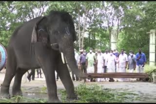 Kottur Elephant Rehabilitation Center  forest minister  A K saseendran  കോട്ടൂർ ആന പുനരധിവാസ കേന്ദ്രം  വനം മന്ത്രി  കോട്ടൂര്‍ വനമേഖല  എ കെ ശശീന്ദ്രൻ