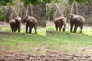 ரிவால்டோ யானை, revaldo elephant, ரிவால்டோ யானை வீடியோ, ooty revaldo elephant viral video, ooty revaldo elephant video, revaldo elephant dancing video