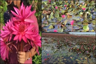 water lilies