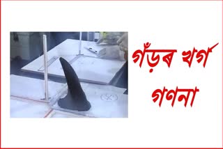 rhino horn inspection underway in barpeta