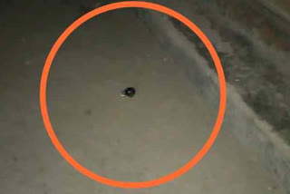 Grenade hurled at CRPF bunker in J-K's Srinagar