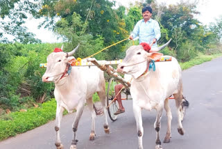 बैलगाडी शर्यत प्रकरणी