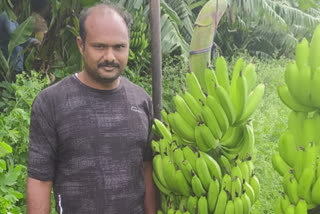 केळी उत्पादक हवालदिल