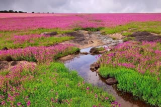 Ranphulan Rangotsav Kas Plateau is open to tourists this year 2021 satara