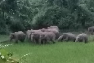 Terror of wild elephants in Barkagaon