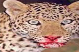 leopard-kills-old-man-in-kanker