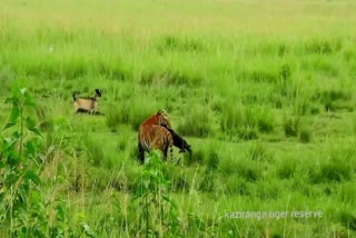 काजीरंगा राष्ट्रीय उद्यान