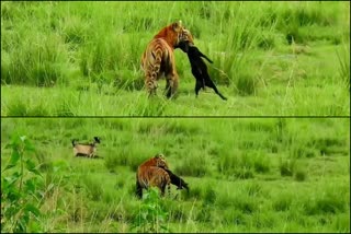 A viral video of the Tiger Project in Kaziranga National Park  Tiger Project  Kaziranga National Park  കാസിരംഗ ദേശീയോദ്യാനം  ടൈഗർ പ്രോജക്ട്