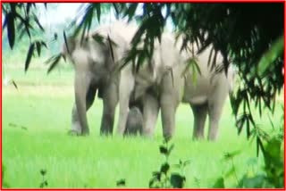 elephant-terror-in-village-hojai-district-etv-bharat-news