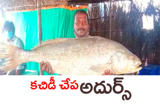 kachidi fishes... special