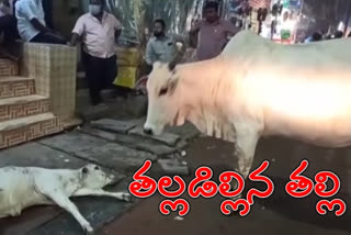 ఆవుదూడను ఢీకొట్టిన బస్సు