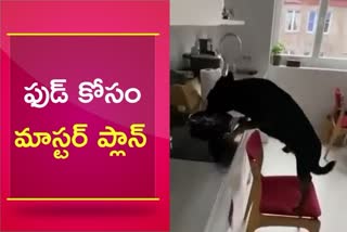 Dog Stealing Food From Kitchen
