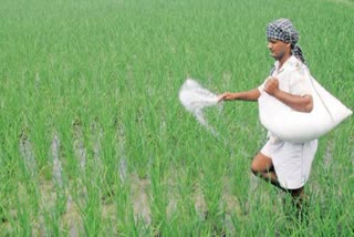 farmers upset due to shortage of fertilizer