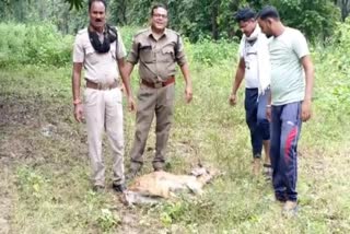 injured deer in bilaspur