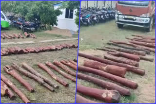 sandalwood seized