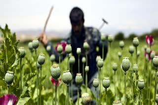 Illegal drug trade thrives under the Taliban, U.N. officials say