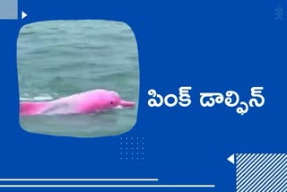 Have you ever seen a Pink Dolphin? WATCH This viral video
