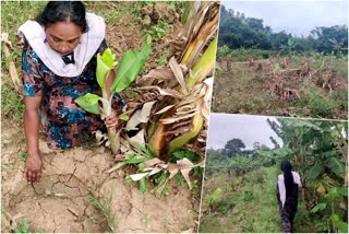 പാലക്കാട് കാട്ടാന ആക്രമണം വാര്‍ത്ത  ജ്യോതിമണി കര്‍ഷക വാര്‍ത്ത  പാലക്കാട് കര്‍ഷക വാര്‍ത്ത  ജ്യോതിമണി പാലക്കാട് കര്‍ഷക വാര്‍ത്ത  ജ്യോതിമണി ദുരിതം വാര്‍ത്ത  kerala woman battling challenges news  farmer battling challenges news  palakkad farmer jyothimani news  palakkad woman farming news