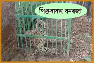 leopard caged in golaghat