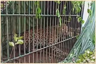 a-huge-leopard-caged-in-daidam-tea-estate