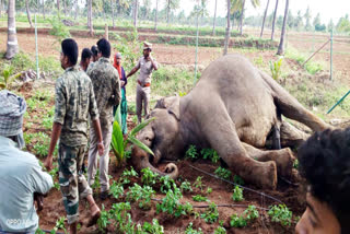 மின்வேலியில் சிக்கி யானை உயிரிழப்பு