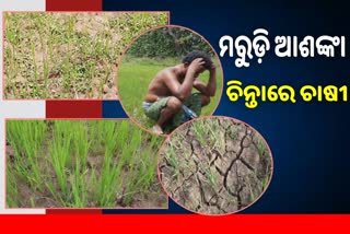 ଅନୁଗୋଳରେ ମରୁଡି ସ୍ଥିତି, ବିକଳ୍ପ ଚାଷ ଯୋଜୋନାରେ କୃଷି ବିଭାଗ