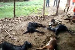 street-dogs-killed-more-than-60-sheep-at-athani