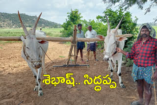 Young farmer intercropping, compliments to young farmer