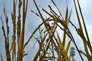 paddy crop insurance  thiruvarur farmer request on paddy crop insurance  thiruavru farmer request  farmer request  thiruvarur news  thiruvarur latest news  திருவாரூர் செய்திகள்  நெல் காப்பீட்டு திட்டம்  நெல் காப்பீட்டு திட்டம் ரத்து  விவசாயிகள் வேதனை