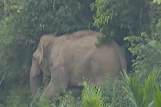 wild-elephant-in-public-areas-leaving-forests-in-samguri