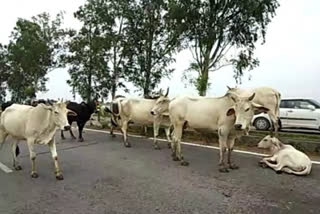 50 crore sanctioned for care of stray cattle