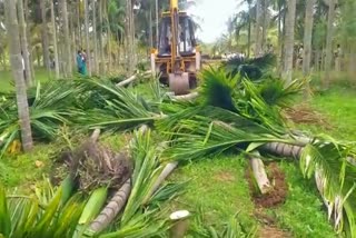 cut downed the more than 100 Coconut and areca nut tree