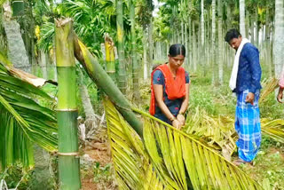 arecanut-trees-cut-down-by-unknown-people-in-davanagere