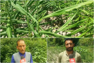 Vikasnagar Ginger Farmer